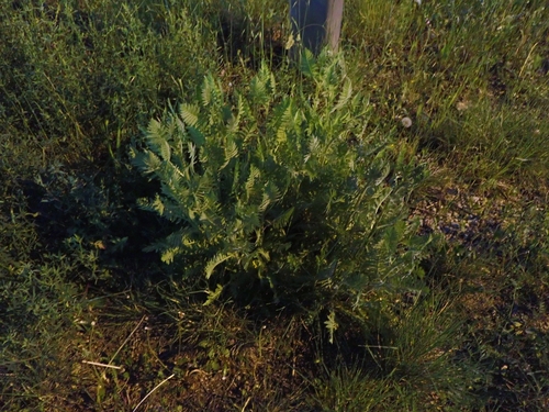 Achillea filipendulina