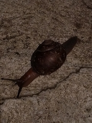 Gastropoda