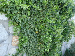 Hedera helix