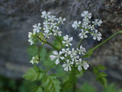 Anthriscus cerefolium
