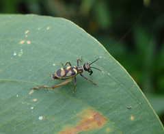 Phylloscyrtus amoenus