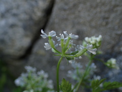 Anthriscus cerefolium