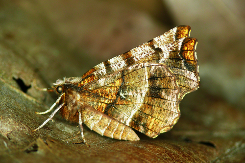 Early Thorn