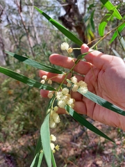 Acacia saliciformis