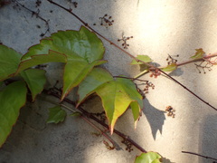 Parthenocissus tricuspidata