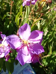 Dissotis princeps