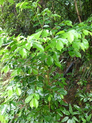 Aquilaria sinensis