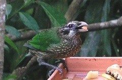 Ailuroedus maculosus