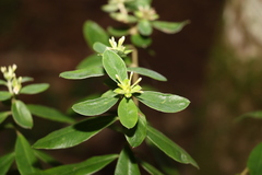 Pimelea gigandra