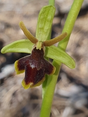 Ophrys