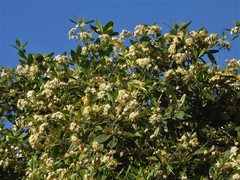 Fagraea fragrans