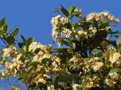 Fagraea fragrans