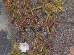 Drosera liniflora