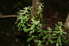 Pimelea gigandra