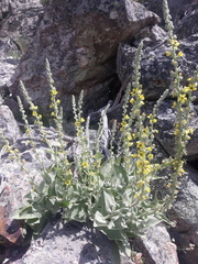 Verbascum rotundifolium