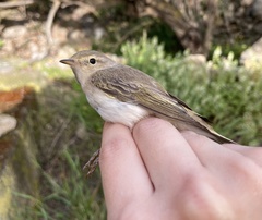 Phylloscopus orientalis