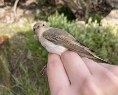 Phylloscopus orientalis
