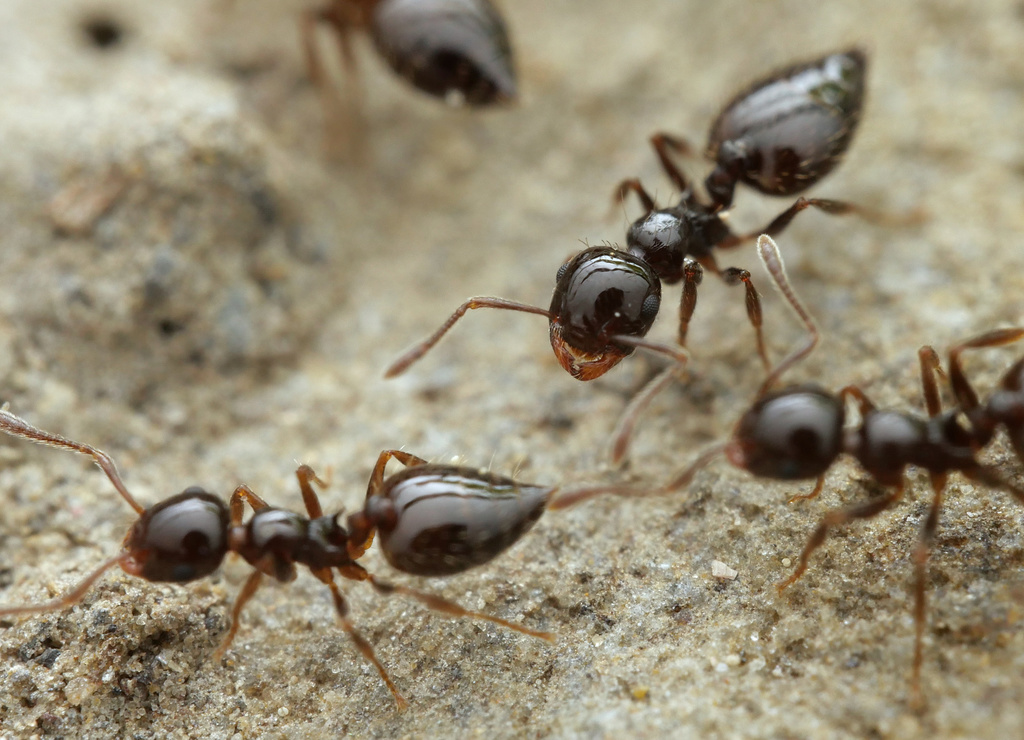 Sordid Cocktail Ant