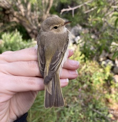 Phylloscopus orientalis