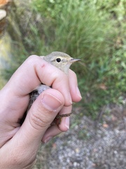 Phylloscopus orientalis