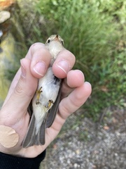 Phylloscopus orientalis