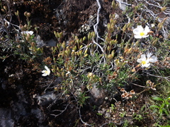 Cistus umbellatus