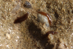 Girardia tigrina
