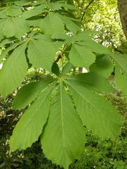 Aesculus hippocastanum