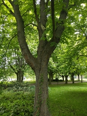 Aesculus hippocastanum