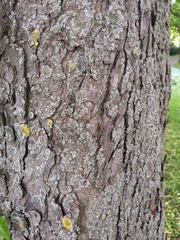 Aesculus hippocastanum