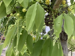Cassia fistula