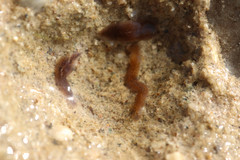 Girardia tigrina