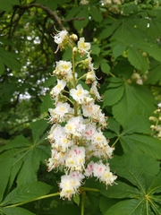 Aesculus hippocastanum