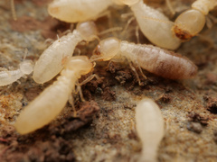 Reticulitermes aegeus