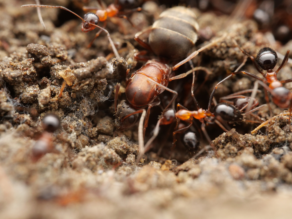Plagiolepidine Ants