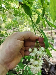 Staphylea pinnata