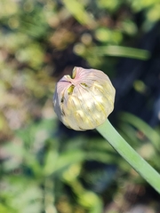 Allium tulipifolium