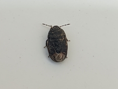 Ochetostethus