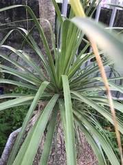 Nolineae