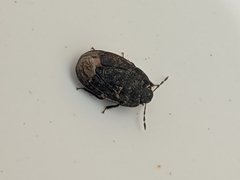 Ochetostethus