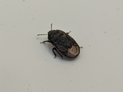 Ochetostethus