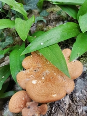 Neofavolus alveolaris