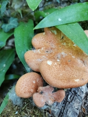 Neofavolus alveolaris