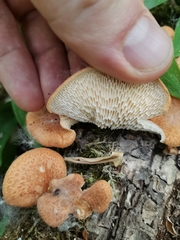 Neofavolus alveolaris