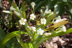 Pittosporum pronyense