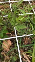 Eupatorium cannabinum