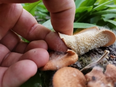 Neofavolus alveolaris