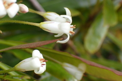 Pittosporum pronyense