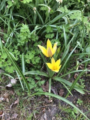 Tulipa urumiensis