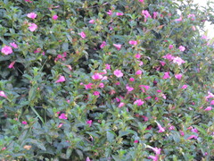 Barleria obtusa